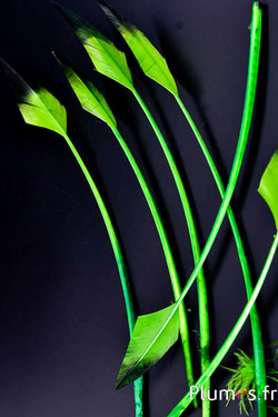 Cygne flèche - 28-33 cm - lime-noir